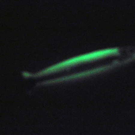 Silver Horde Coho Killer UV Glow Ondulante, Bianco/Verde, 5g, UV, #3004