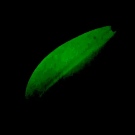 Ondulante TODDCO Main liner Glow UV, Bianco/Giallo/Nichel, 21g, UV, #5698