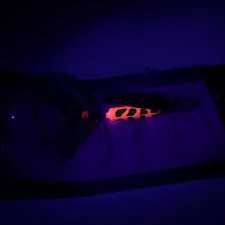 Yakima Bait Worden’s Original Rooster Tail, Oro, 3,6g, Coda Grizzly, #6598