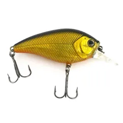 Matzuo Asai Shad